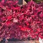 Heuchera (Heuchera villosa) ‘CARNIVAL BURGUNDY BLAST’® - kont.C1,5L